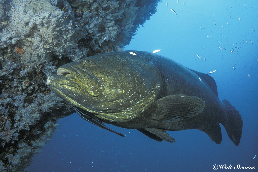 Panamic (Eastern Pacific) Goliath grouper is in fact a separate species now described as Epinephelus quinquefasciatus.