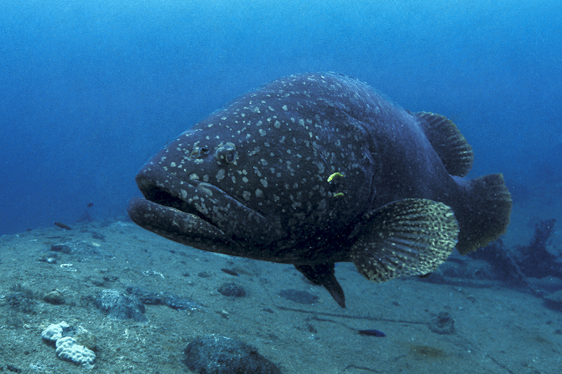 Pacific giant grouper (Epinephelus lanceolatus) found in the tropical Western Pacific.