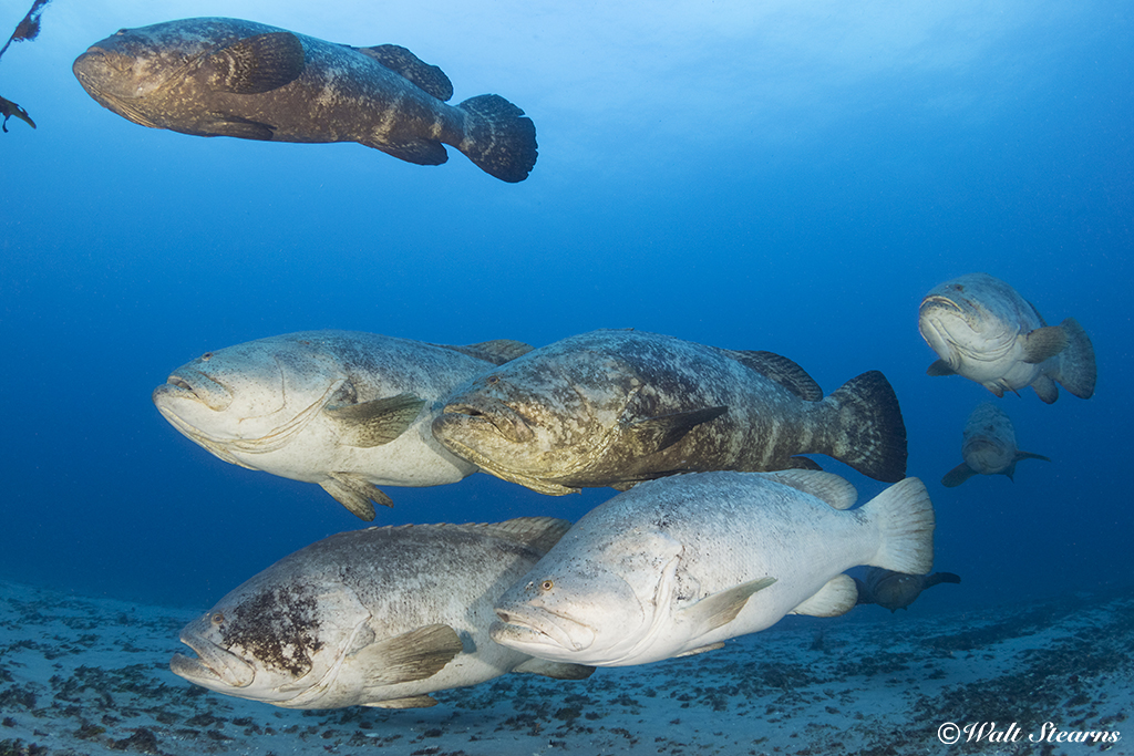 A grouper of Atlantic goliath groupers (Epinephelus itajara) off the coast of Jupiter Florida.