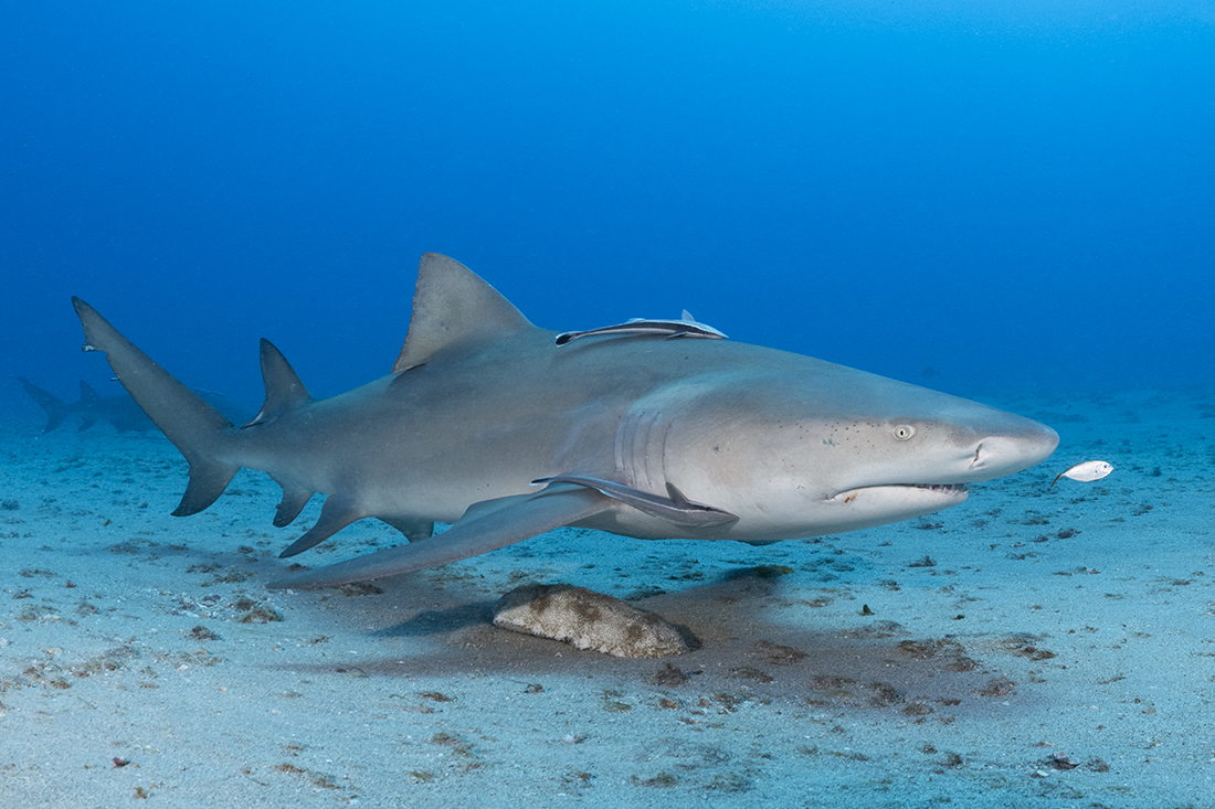 Large lemon shark shot over light sandy bottom at a depth of 90 feet. Camera settings: shutter speed at 1/180 sec. with aperture set at f/9.5 and on ISO 400. For lighting, both of my Retra Primes where placed in manual mode with their power output set a little below half power (basically between 6+ and 12+).