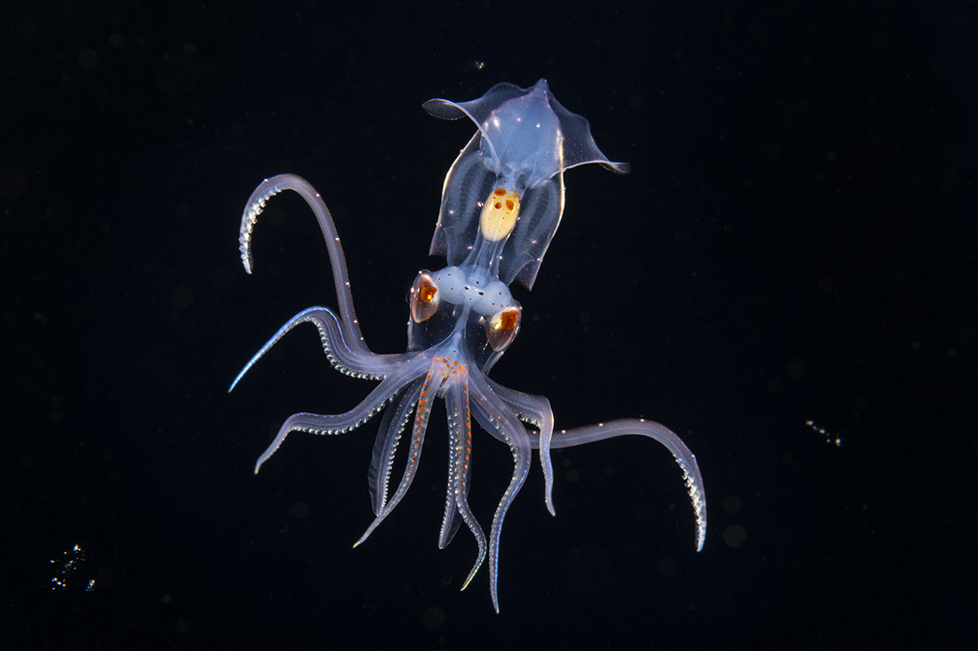 I don’t shoot macro as near often as I do wide angle, but when I do, I want it to look right. During a blackwater dive, I found this little 2-inch long enope squid giving off a riot color changes. Camera settings: shutter speed at 1/180 sec. with ISO on 280, and the aperture on my 60mm macro lens set at f/22 and. For lighting, both of my Retra Primes where placed in manual mode with their power output set at 12 to be at half power.