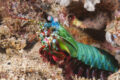 Colorful peacock mantis shrimp photograph in Puerto Galleria Philippines.