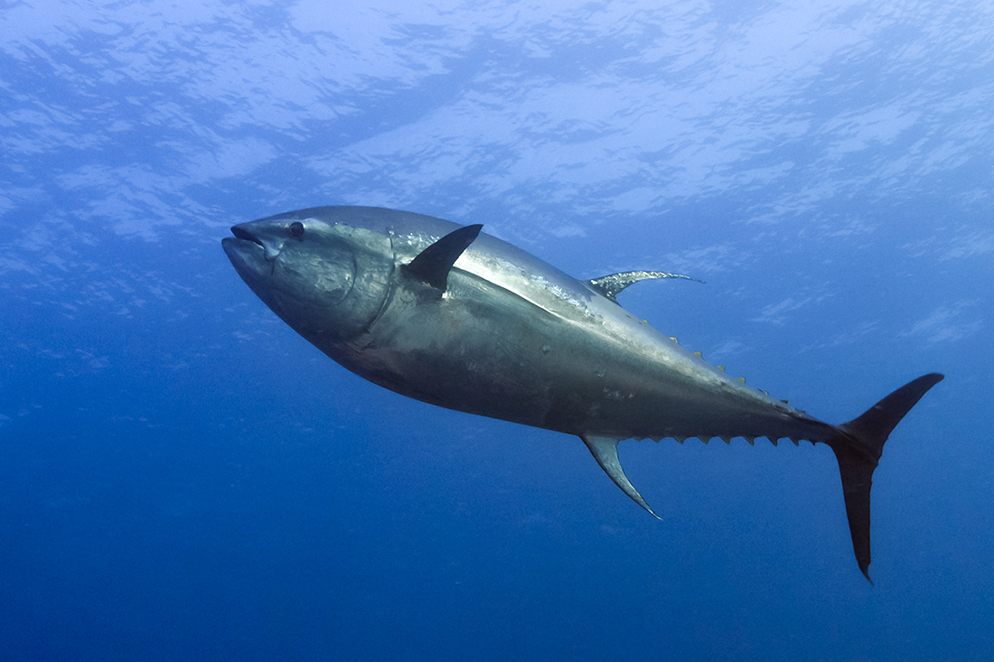 500 pound plus bluefin tuna (Thunnus thynnus) I photographed off Jupiter back in December 2014..