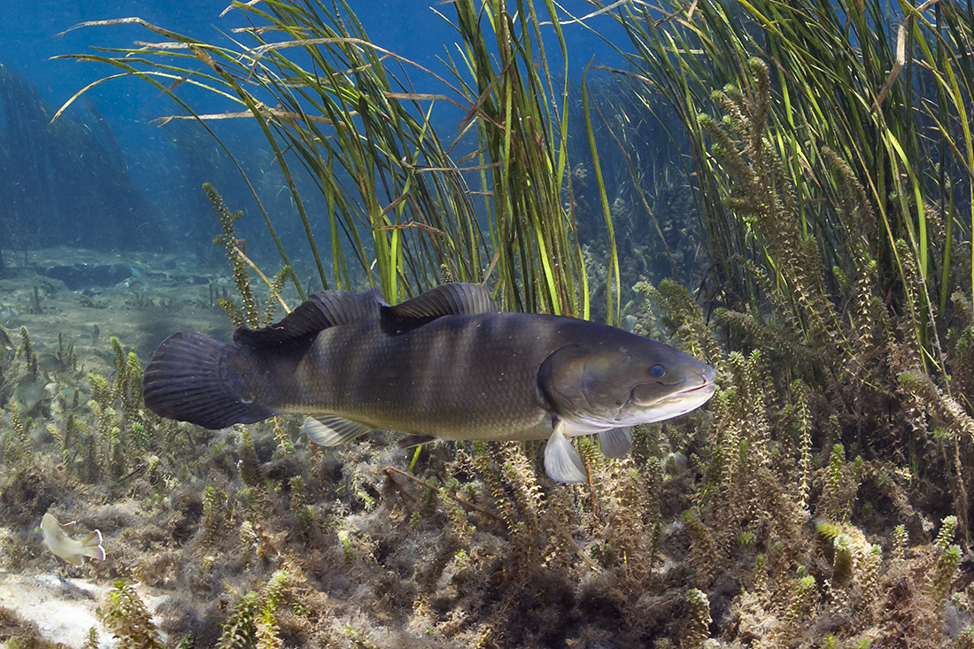 Another "primitive” looking fish native to North America is the bowfin (Amia calva). Like their close relative the garfish, bowfins are regarded as a living relict, being one of only two surviving species of the Halecomorphi, a group of boney fish that first appeared during the Early Triassic, around 250 million years ago.