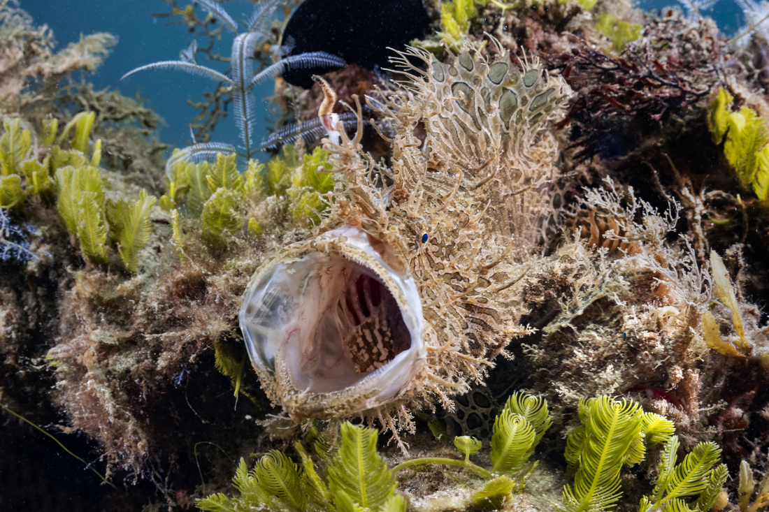 A striated frogfish (Antennarius striatus) reveals itself with a great big yawn. The one next to is likely thinking ‘Just great stupid, now he knows where we both are.