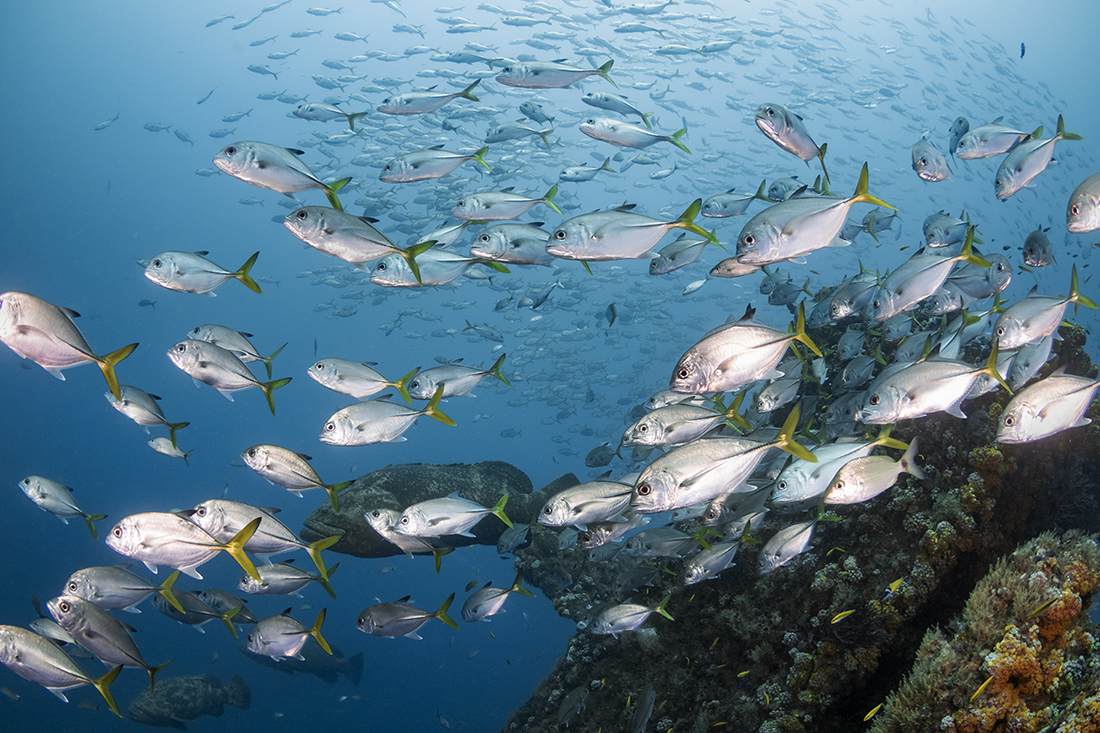 School of horse-eye jack (Caranx latus) gather around the Castor’s upper structure.