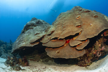 Coral cap on Flower Gardens West Bank in the Northern Gulf of Mexico.