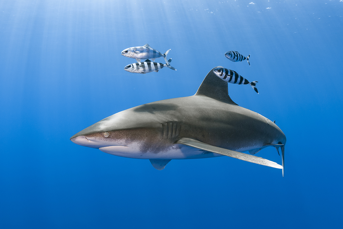 The beauty and majestic nature of this Oceanic Whitetip Shark (Carcharhinus longimanus) swimming the open ocean is further enhanced by the rays of the sun filtering down through the surface.