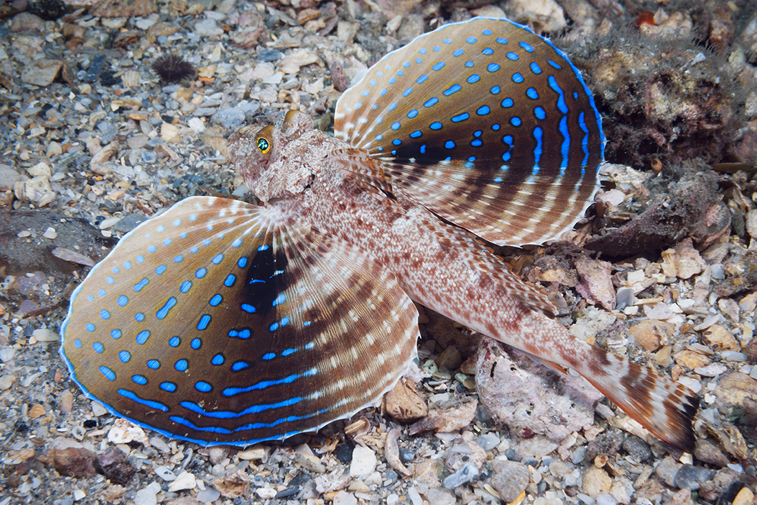 The Atlantic black sea robin are often mistaken for flying gurnards due to their distinctive blue markings across large butterfly like wing pectoral fins.