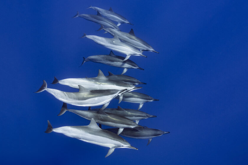 Pod of spinner dolphins at Garden Eel Cove off Hawaii's Kona Coast.