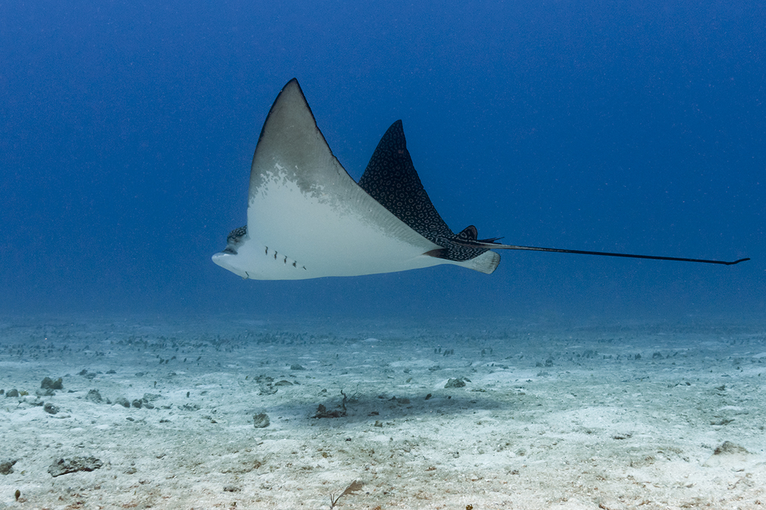 During the incoming tide, spotted eagle rays (Aetobatus narinari) are frequently encountered cruising around most parts of the bridge as they hunt for various crustaceans and mollusks buried in the sand.
