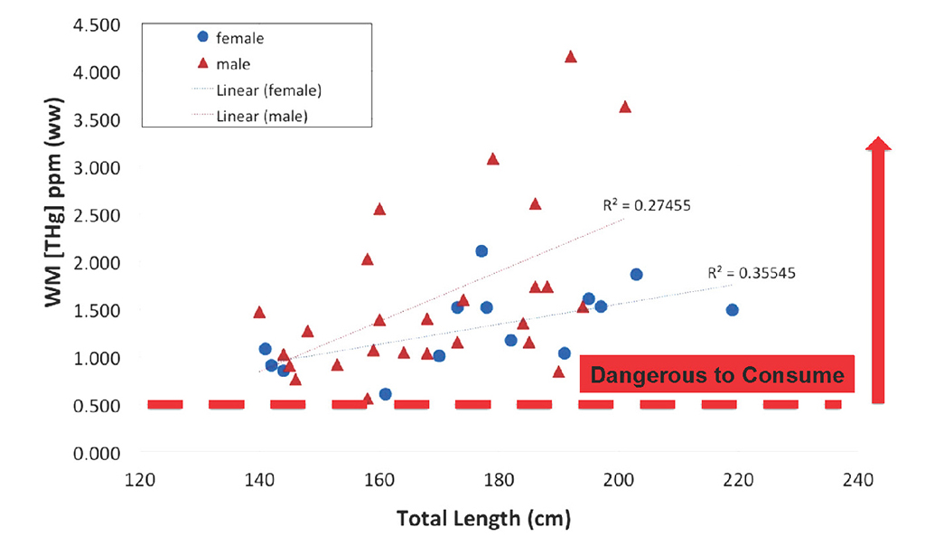 
The graph above the linear regression between the total Hg (THg) amount of methylmercury (MMHg) levels found in muscle (measured in ppm) in relation the length (measured in cm) of Goliath Grouper (Epinephelus itajara) sampled in Florida. Here we can see that both sexes (males and females) show a significant relationship between Hg concentration and length (p<0.01), with males containing significantly more Hg than females (p< 0.05). All levels exceed U.S. EPA’s highest risk for human consumption (dangerous to eat): Hg = 0.3 ppm ww (Karimi et al. 2012), and NRDC health advisory limit; Hg = 0.5 ppm ww. Note: ww=wet weight, ppm=parts per million.