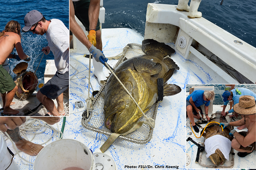 Dr. Chris Koenig and his research team from Florida Atlantic University (FSU) conducting sampling from a live Goliath Grouper before releasing it back into the wild.