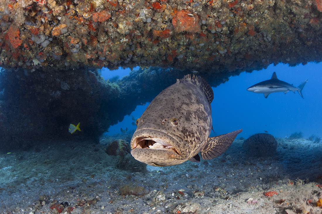 Goliath grouper (Epinephelus itajara) under one of the deep overhangs at the dive site Tunnels.