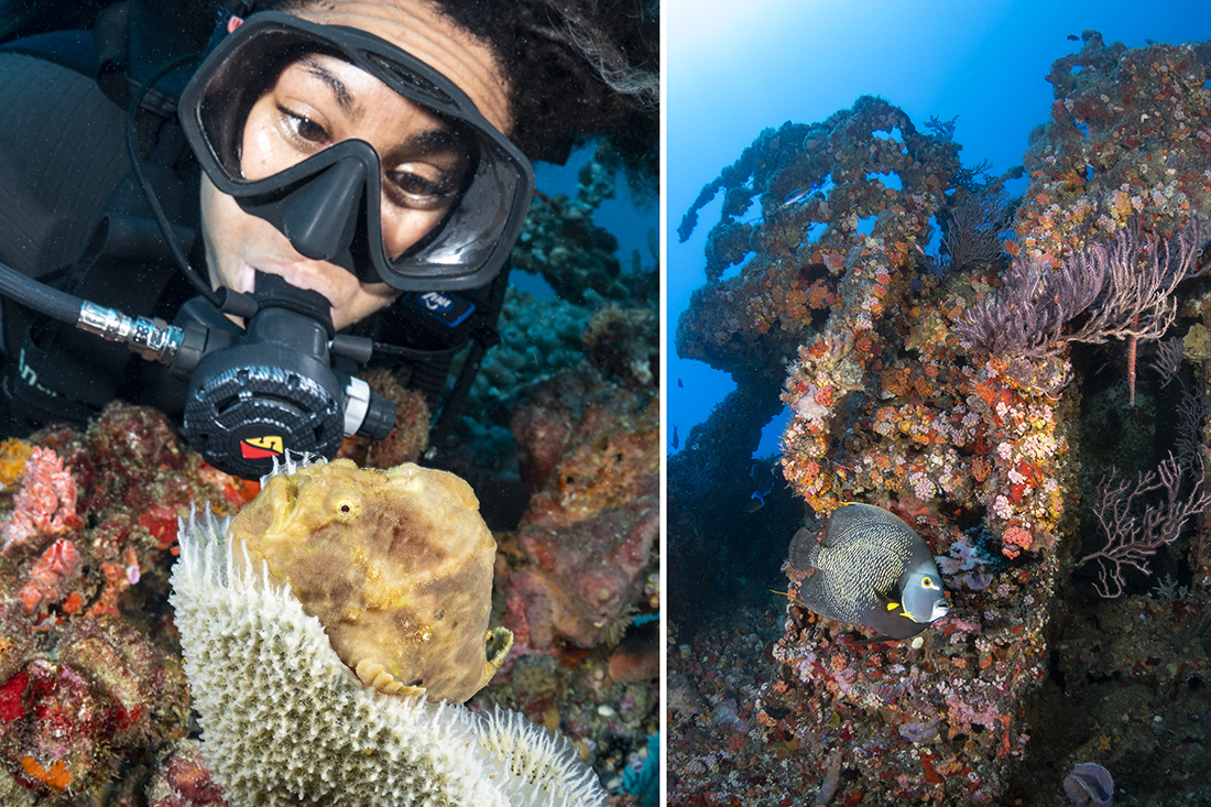 When diving Governor’s don’t get too caught up in the big picture as this collection of wrecks also contain treasures like this yellow longlure frogfish perched on a sponge.