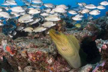 A large green moray eel peers from its lair in the reef off the Palm Beach Florida’s Coast.