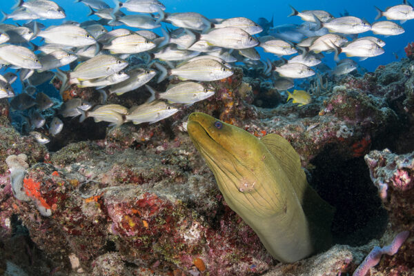 A large green moray eel peers from its lair in the reef off the Palm Beach Florida’s Coast.