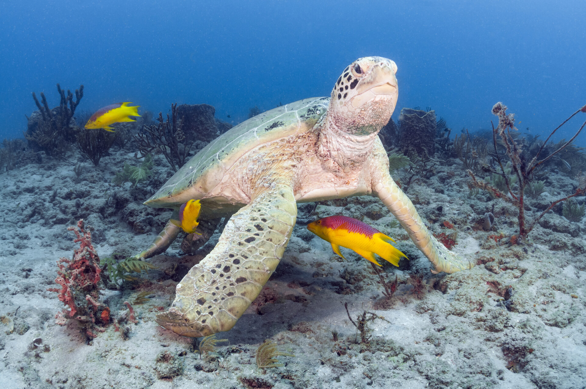 Green Turtle (Chelonia mydas)