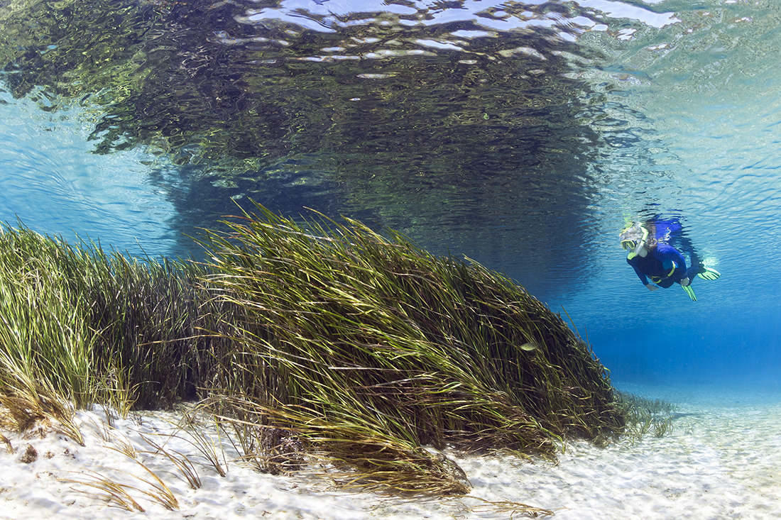 Snorkeler enjoying the wonders of central Florida’s Rainbow River offering one of the clearest first magnitude freshwater spring. 