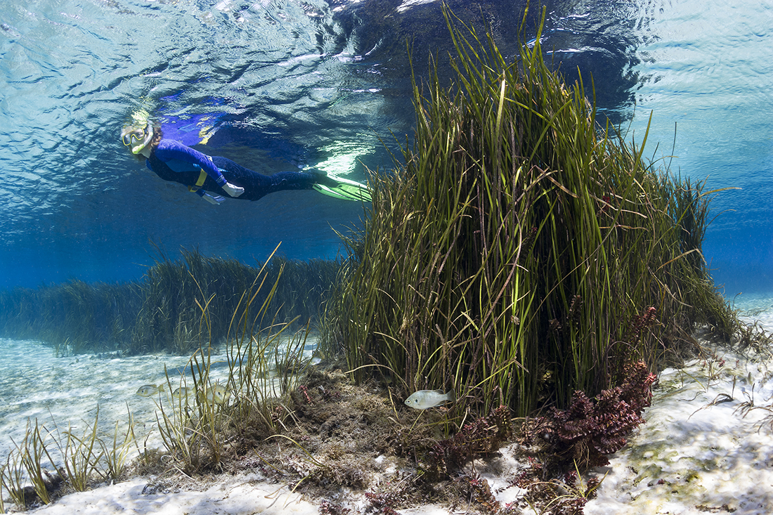 Snorkeler glides over the meadows of tall eel grass Rainbow River’s supper clear first magnitude freshwater spring. 