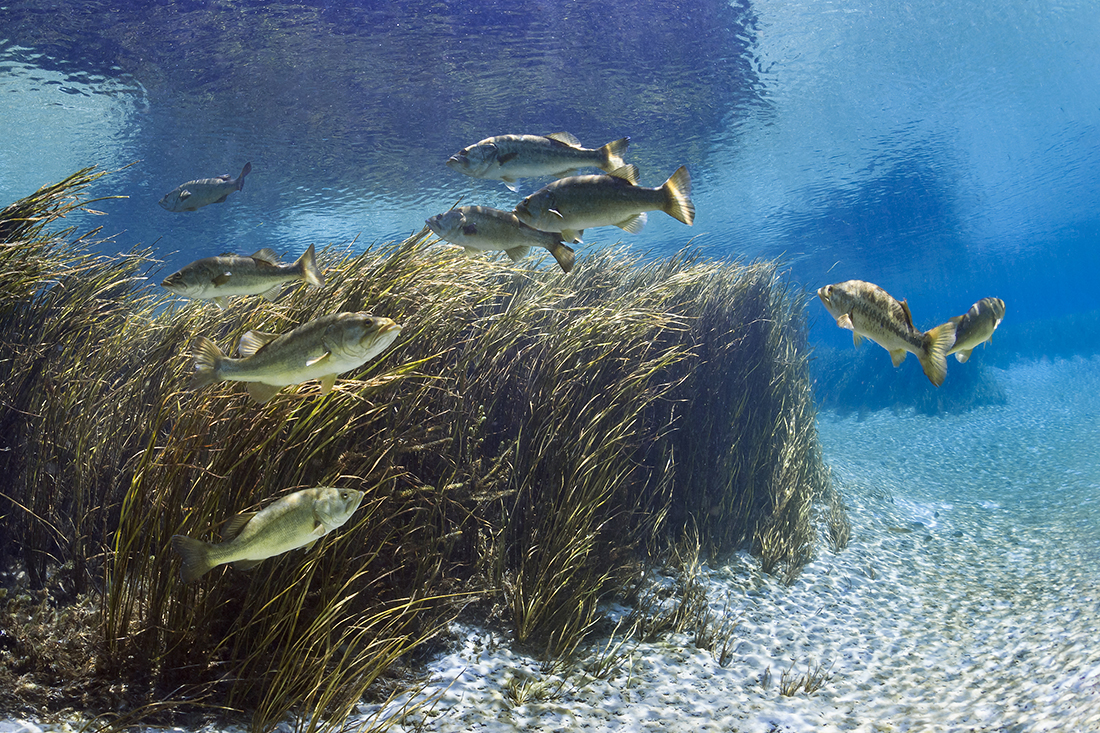 Group of freshwater largemouth bass (Micropterus salmoides) gather near large clump of eel grass in Rainbow River.