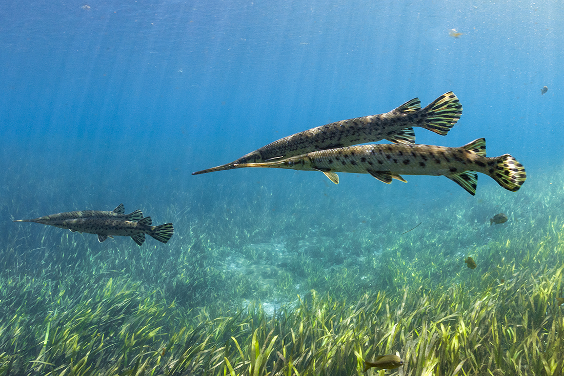 Garfish are interesting in that they are members of an ancient order of ray-finned fish with fossils records from the late Jurassic period. 