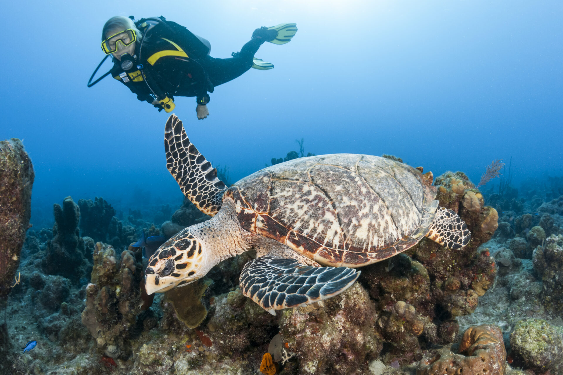 Hawksbill turtles (Eretmochelys imbricata), recognizable by their ornate shell and hawkish, hook-shaped snout, are another species routinely encountered here. Unlike the other four species, they generally do not nest in Palm Beach waters. Instead, divers will often see them cruising the reefs looking for particular sponges to dine on.