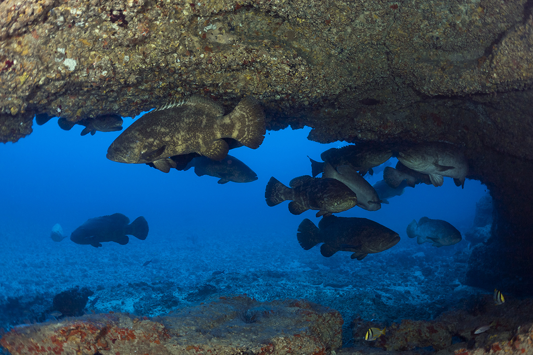After nearly a 30-year absence, Atlantic Goliath groupers (Epinephelus itajara) once again make the Hole-in-the-Wall a frequent location for the annual spawning aggregations during the months of August and September.