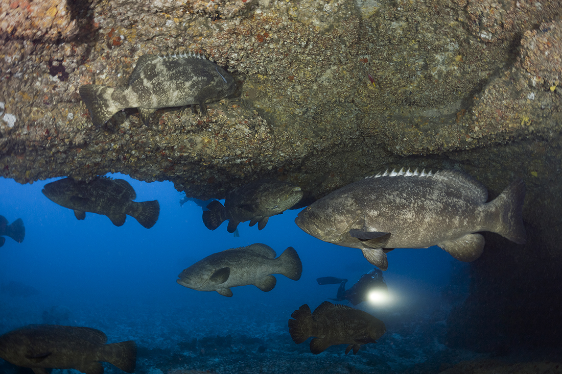 A gathering of Goliath groupers at the Hole-in-the-Wall for their annual late summer spawn.