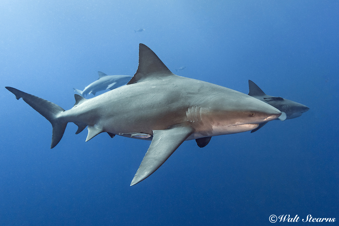 Large bull sharks (Carcharhinus leucas) are a regular resident that is commonly seen cruising up down along the deep ledge.