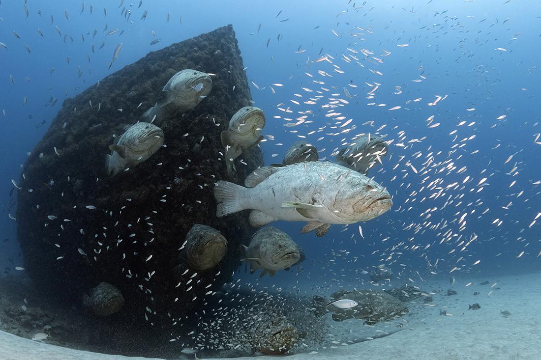 When diving the Jupiter Wreck Trek, there two things you will mostly encounter - Goliath groupers and lemon sharks. During the months of August and September, large number Goliaths will form into a spawning aggregation around the Jupiter Wreck Trek.