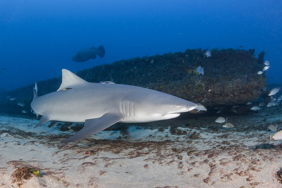 Lemon shark (Negaprion brevirostris)