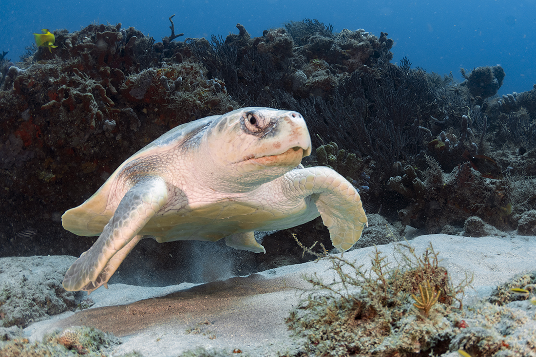 Kemp's Ridley (Lepidochelys kempii) sea turtle