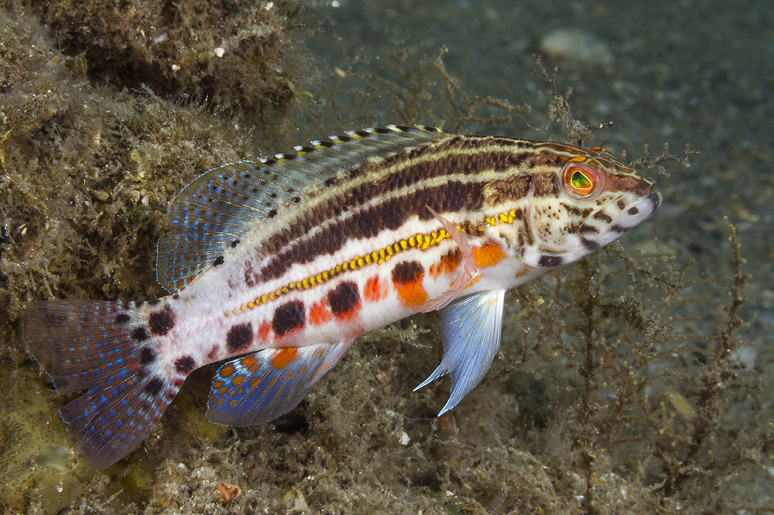 One of the most overlooked ornamental bottom-dwellers found at the Blue Heron Bridge is the lantern bass (Serranus baldwini), featuring rows of orange rectangular blotches and spots across its body. Commonly found around bottom rubble, these little members of the grouper family (measuring 3cm to 10cm in length) are highly inquisitive, making them great subjects for photos.