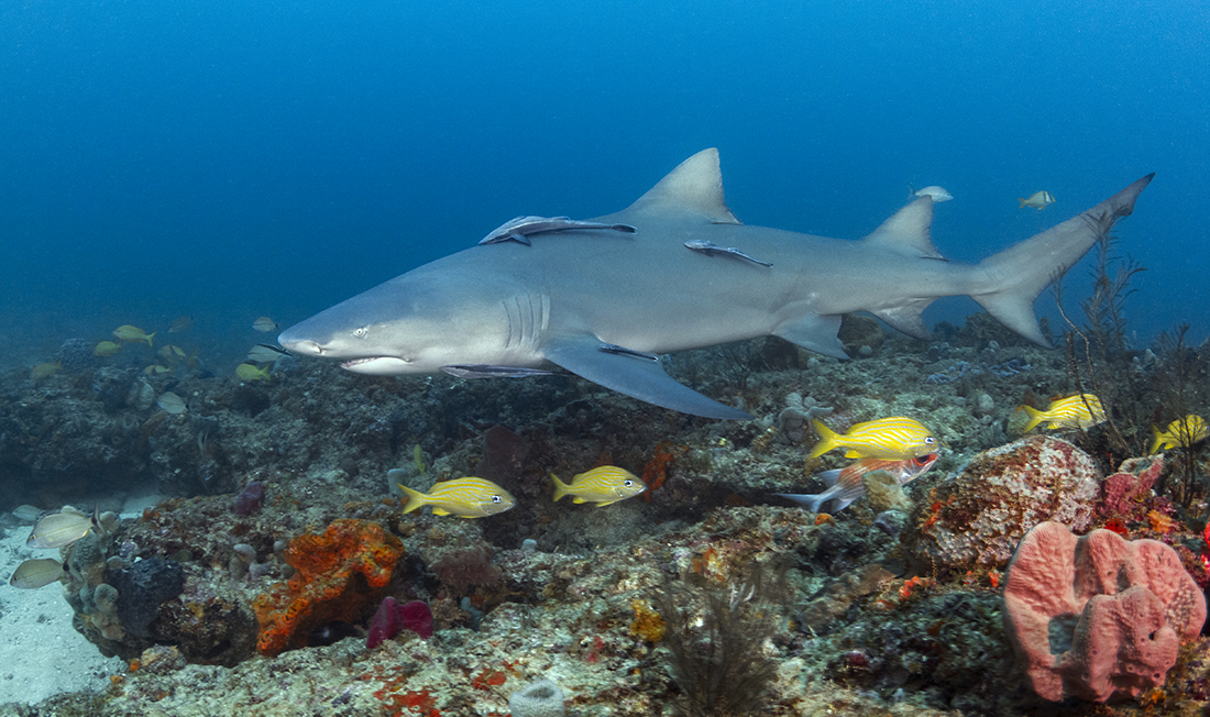 Lemon shark (Negaprion brevirostris)