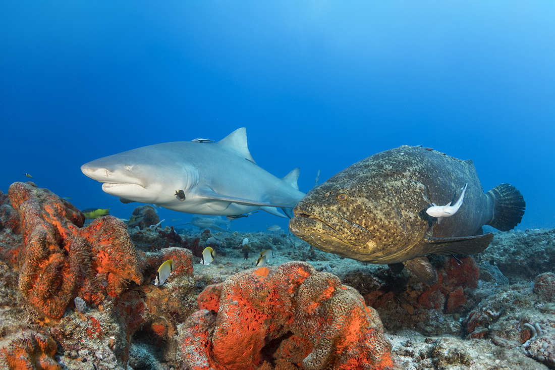 An unlikely pair to be encountered on a dive, an adult size lemon shark (Negaprion brevirostris) with an adult size Goliath grouper (Epinephelus itajara). That is, if you happen diving somewhere else than off of Jupiter on Florida’s Palm Beach Coast.