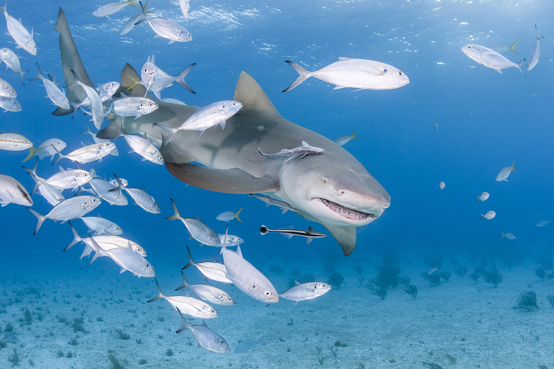 For comparison, this lemon shark portrait was taken at Tiger Beach in the Bahamas at a depth 20 feet. Camera used for this was a Nikon D500 manually set to 1/180 with the ISO at 200 with a Tokina 10-17 fisheye lens zoomed in at 17mm with an aperture value of f/11. Lighting provided by a pair of Sea & Sea YS-250’s set on half power.