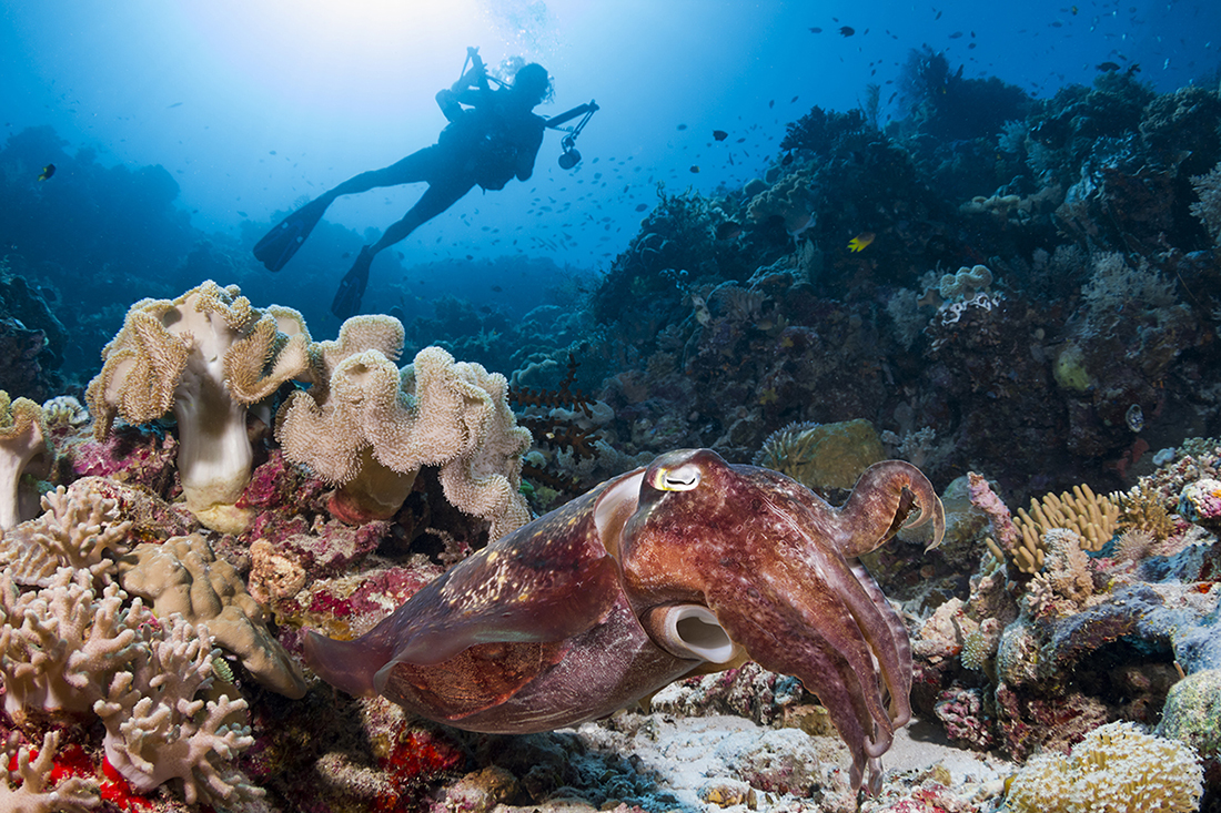 Settings for this shot of cuttlefish at a depth of 70 feet with the silhouette of diver in background, the ISO was turned up to 400 ISO to allow the aperture to stopped down to f/9.5 with no change to the shutter speed (1/125 of a sec.) required. Foreground lighting provided by two strobes set on manual at ¾ power.