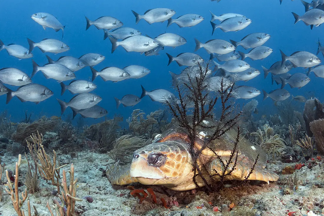 Encountering something big during a dive is a high point in anyone’s logbook. Sharks are easily conjured on command in areas where feeding programs are allowed. Sea Turtle sightings like this large female loggerhead turtle (Caretta caretta) taking nap on the reef on the other hand are far, far more predictable.