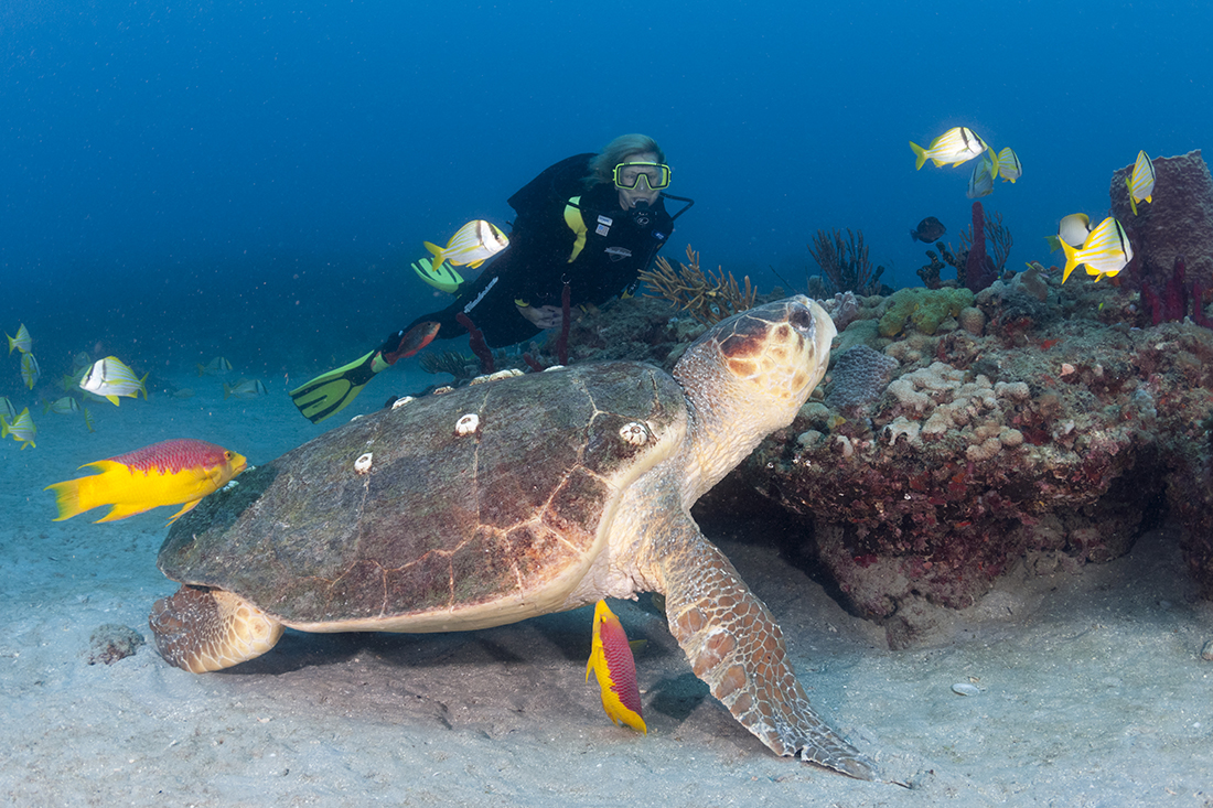 The species sure to be encountered on these coastal reefs are loggerheads (Caretta caretta), a rather robust-looking creature distinguishable by their large blunt, box-shaped head looking somewhat like the end of a log. 