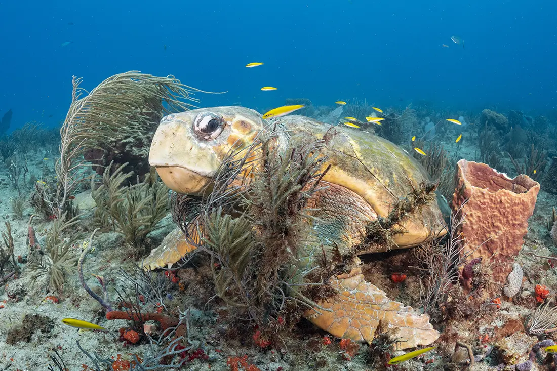 loggerhead Turtle (Caretta caretta)