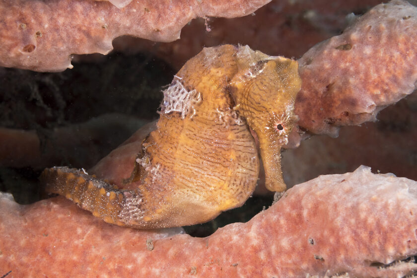 Beautiful orange sea horse taken at the Blue Heron Bridge.