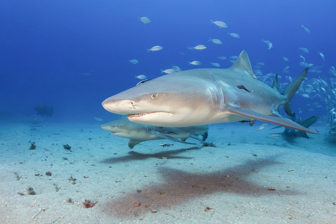 This lemon shark portrait was taken during a shark dive off the coast of Jupiter Florida in 90 feet of water back 2014. The camera used for this particular shot was a Canon 7D fitted with a Tokina 10-17 fisheye zoom lens with the lighting provided by a pair of Sea & Sea YS-250’s set on half power.