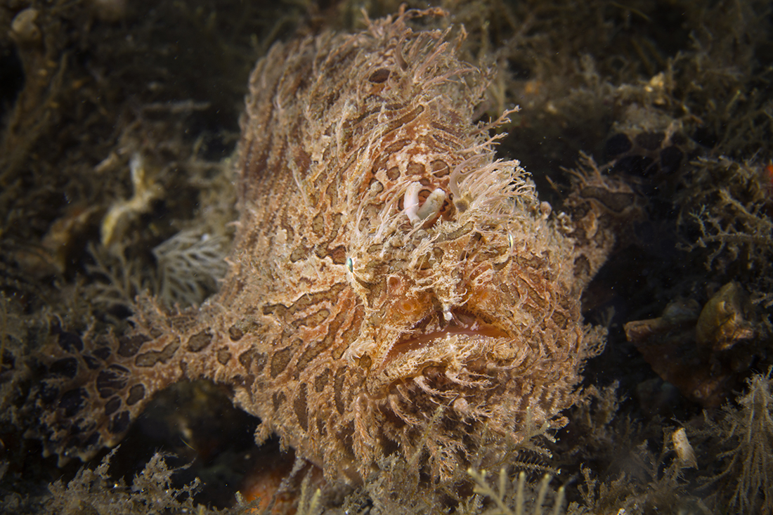 Striated frogfish (Antennarius striatus) from the Blue Heron Bridge.