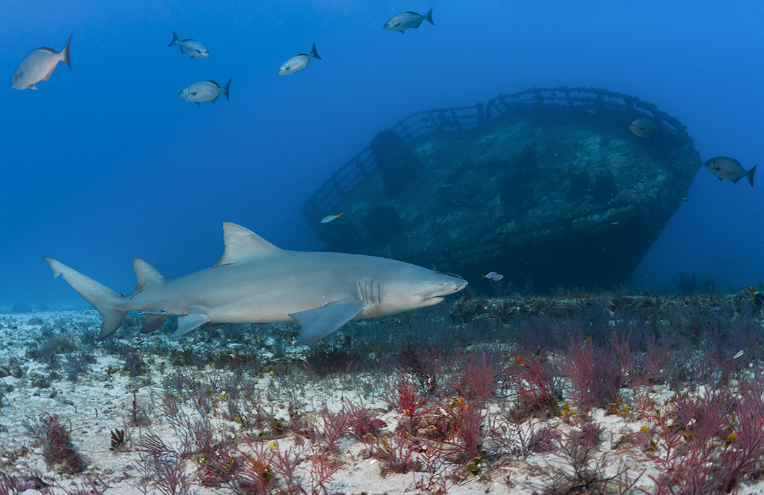 Marine life like this large lemon shark (Negaprion brevirostris) cruising past bow section of this wreck, adds to the excitement of diving the wrecks scattered up and down Palm Beach County’s coastline.
