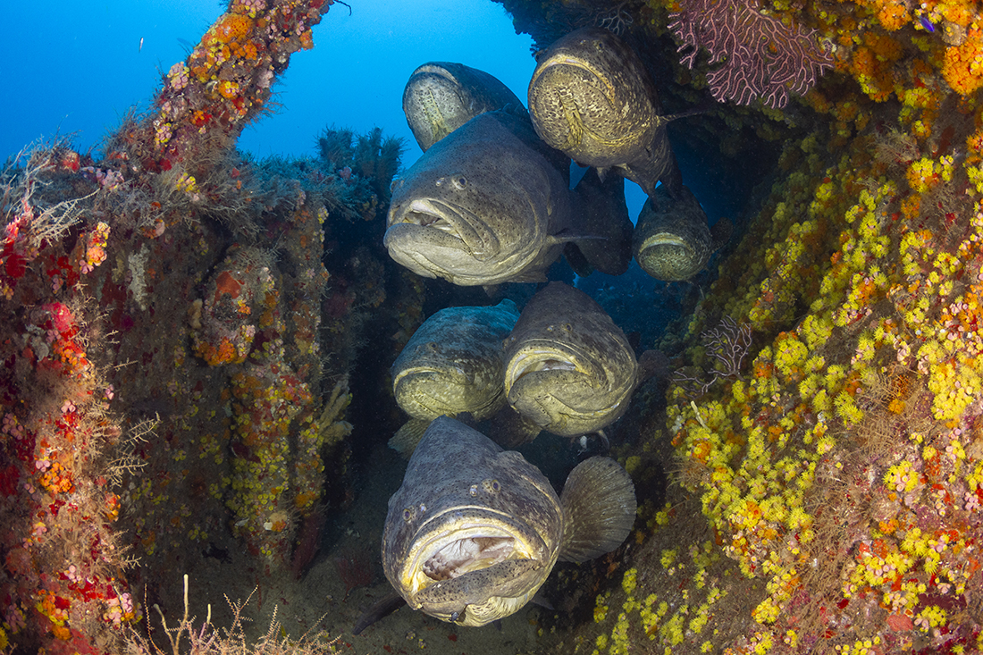 goliath grouper (Epinephelus itajara) 