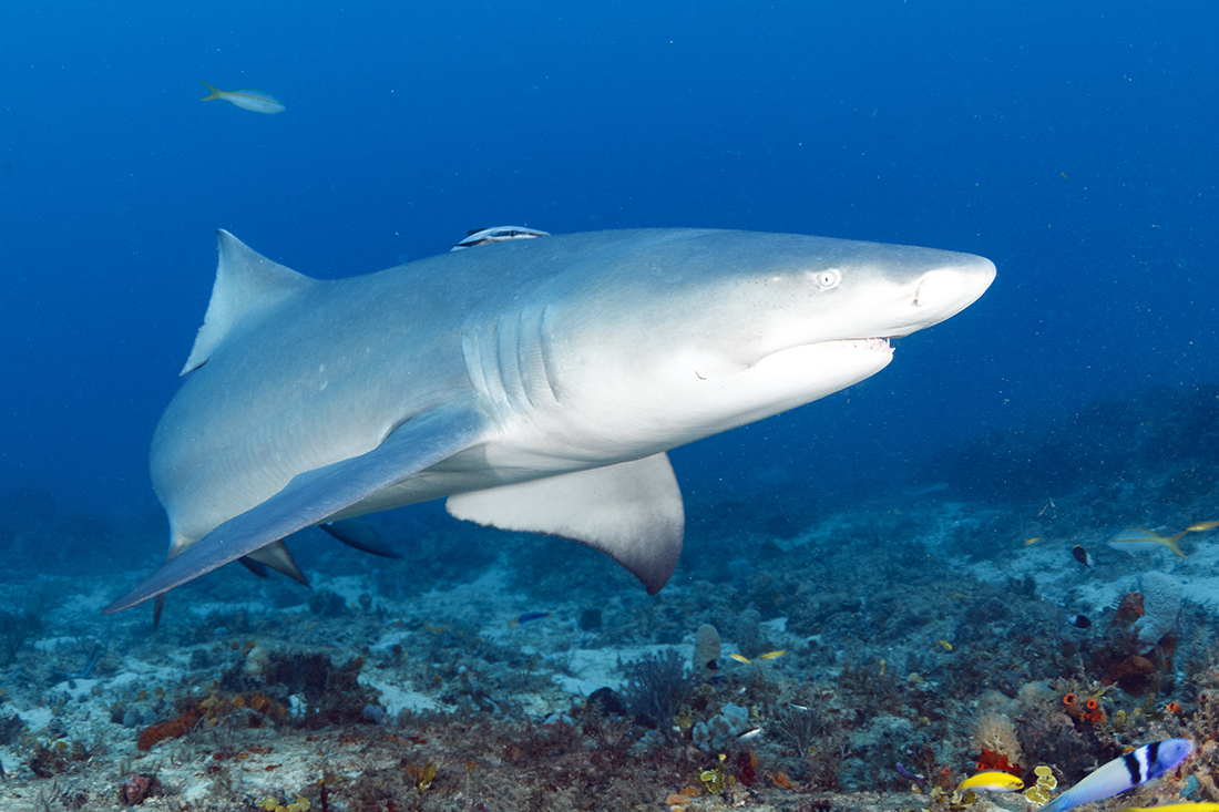 An example of too much fill from the strobes on this this large lemon shark (Negaprion brevirostris) sweeping in at close range causing the lighter areas of the sharks face and belly to get blown out.