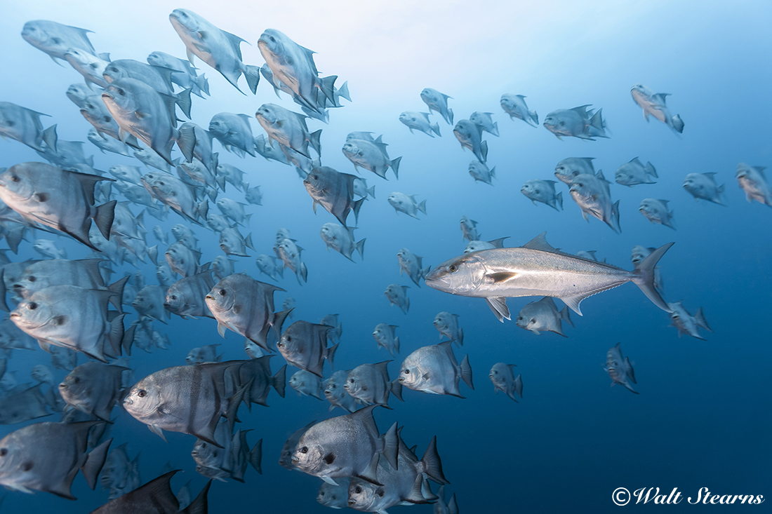 School of Atlantic Spadefish being followed by a large Amber Jack.