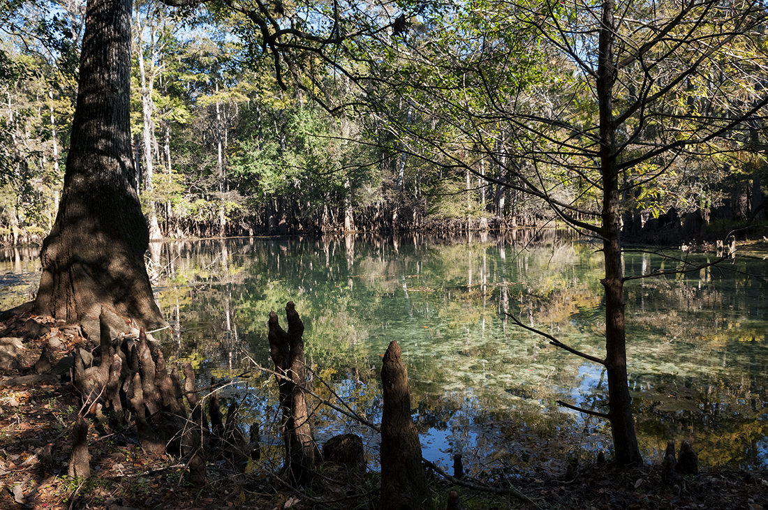 A grove of tall Cypress trees line the banks of the run out of Manatee Springs large spring basin.