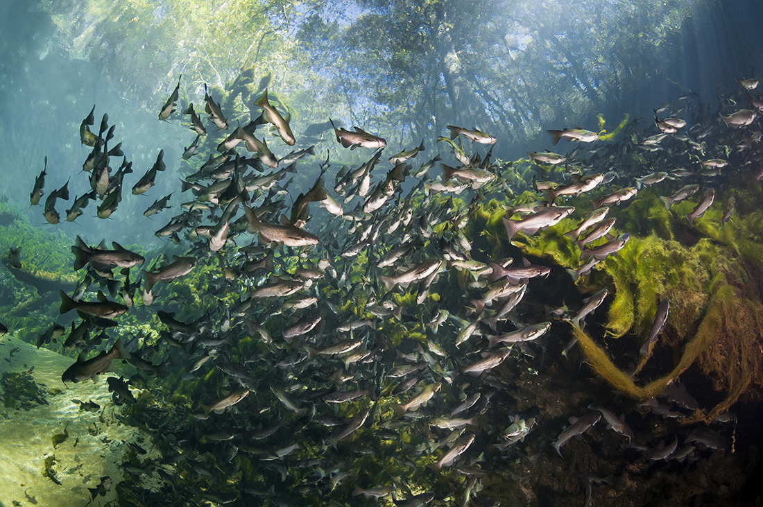 Aside from the simple joy of being immersed in cool fresh water, one of the main attractions of the spring basin is following the schools of fingerling catfish that patrol the headspring's limestone headwall.